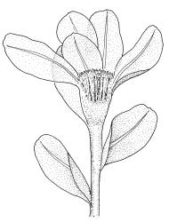 Plagiomnium novae-zelandiae, perichaetial shoot. Drawn from B.H. Macmillan 89/104, CHR 461943.
 Image: R.C. Wagstaff © Landcare Research 2018 